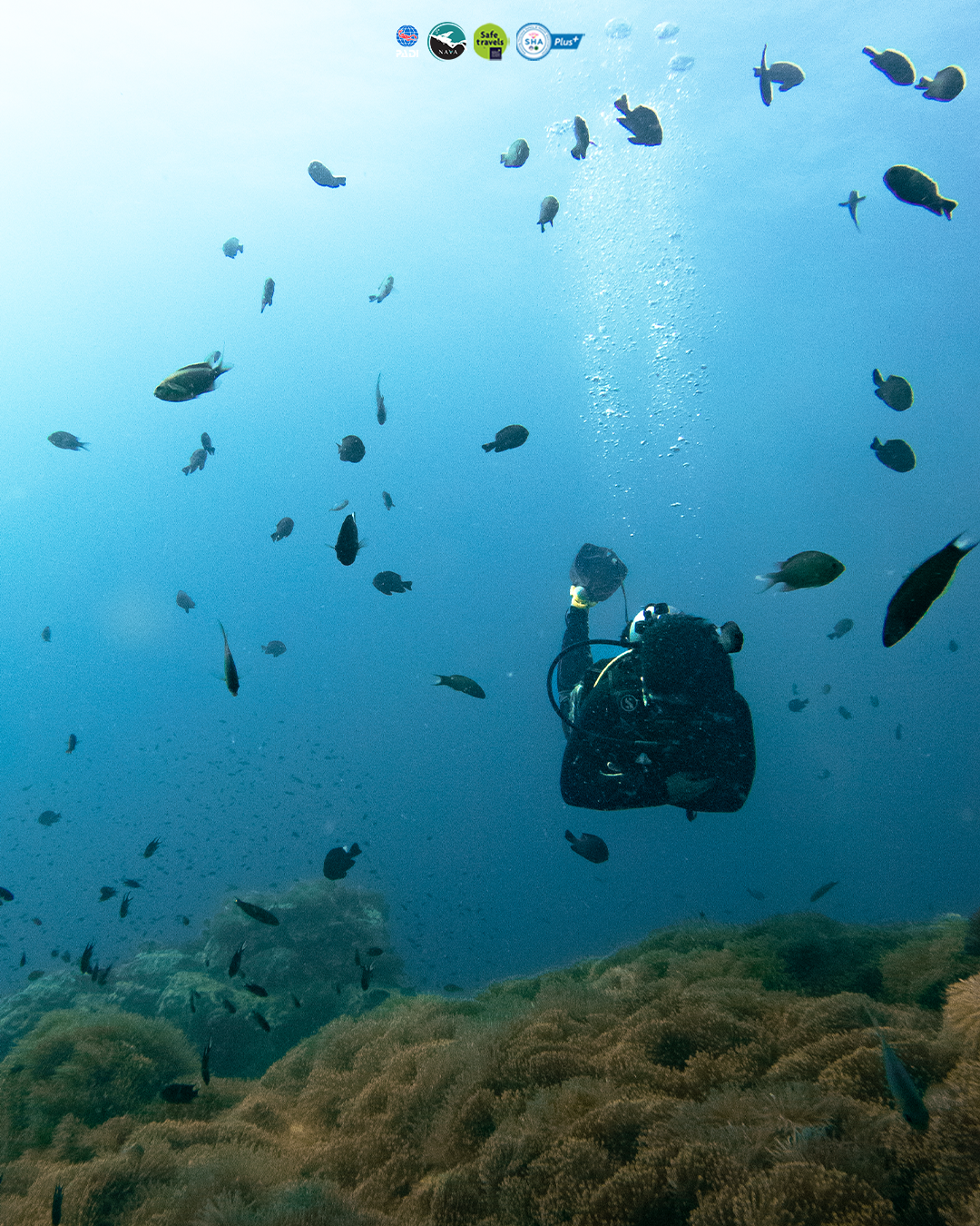 Morning Dive Trip in Koh Tao with PADI 5 Star Dive Center