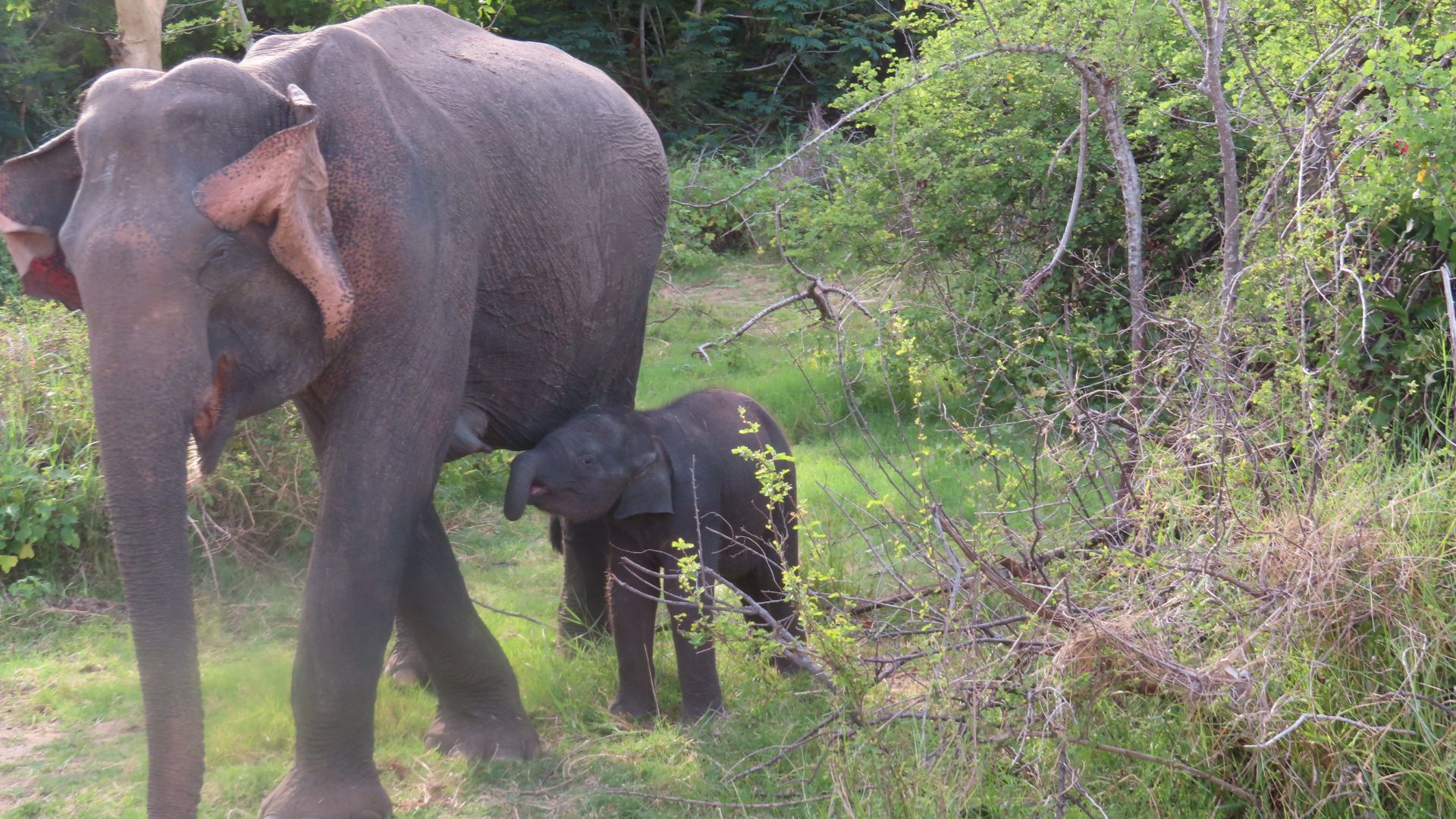 Guests observing wildlife on a morning tour