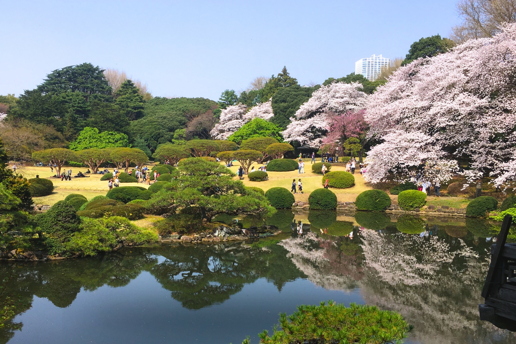 [東京櫻花季] 代代木公園或飛鳥山公園櫻花野餐半日遊