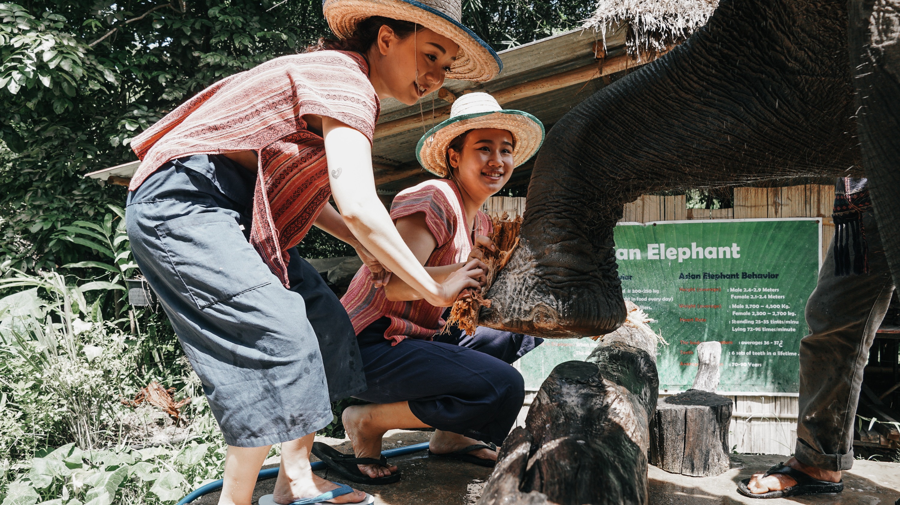 清邁 Maerim Elephant Home 大象體驗營