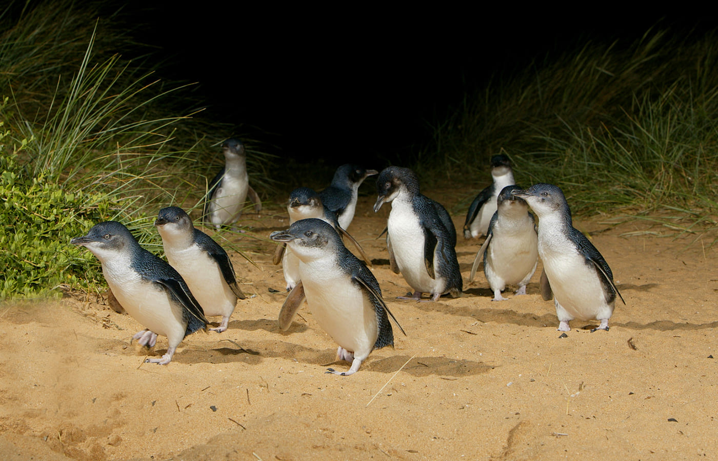 1 Day Phillip Island Penguins Wildlife Adventure Tour