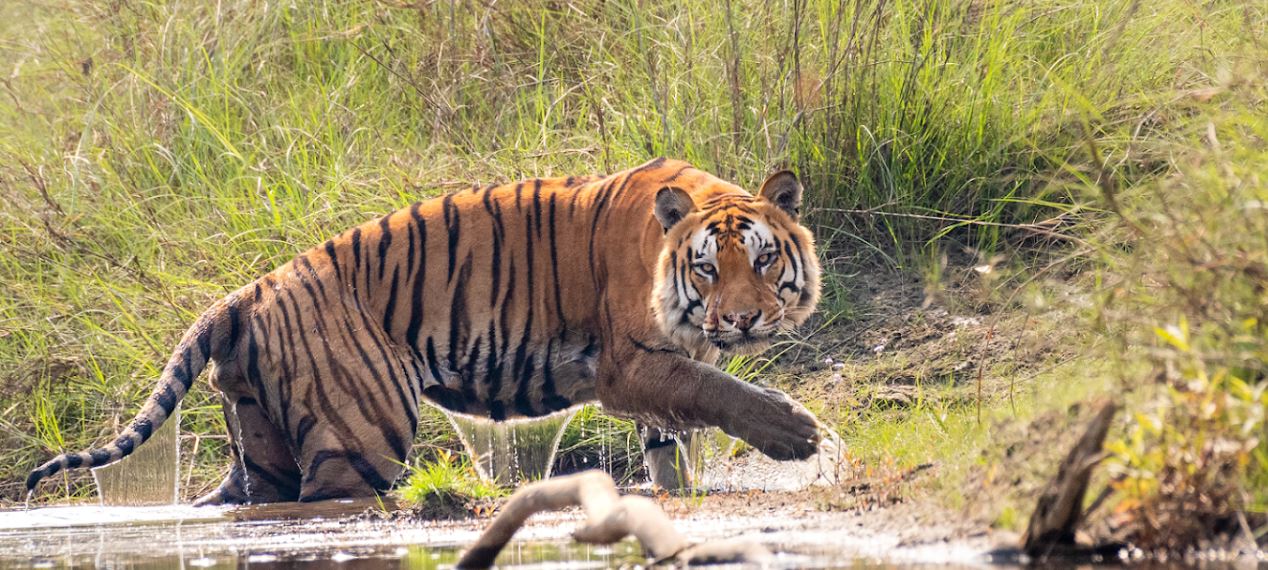 Bardia National Park