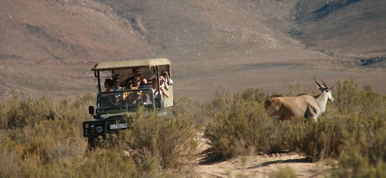 開普敦全日遊獵 (Cape Town Full Day Safari)