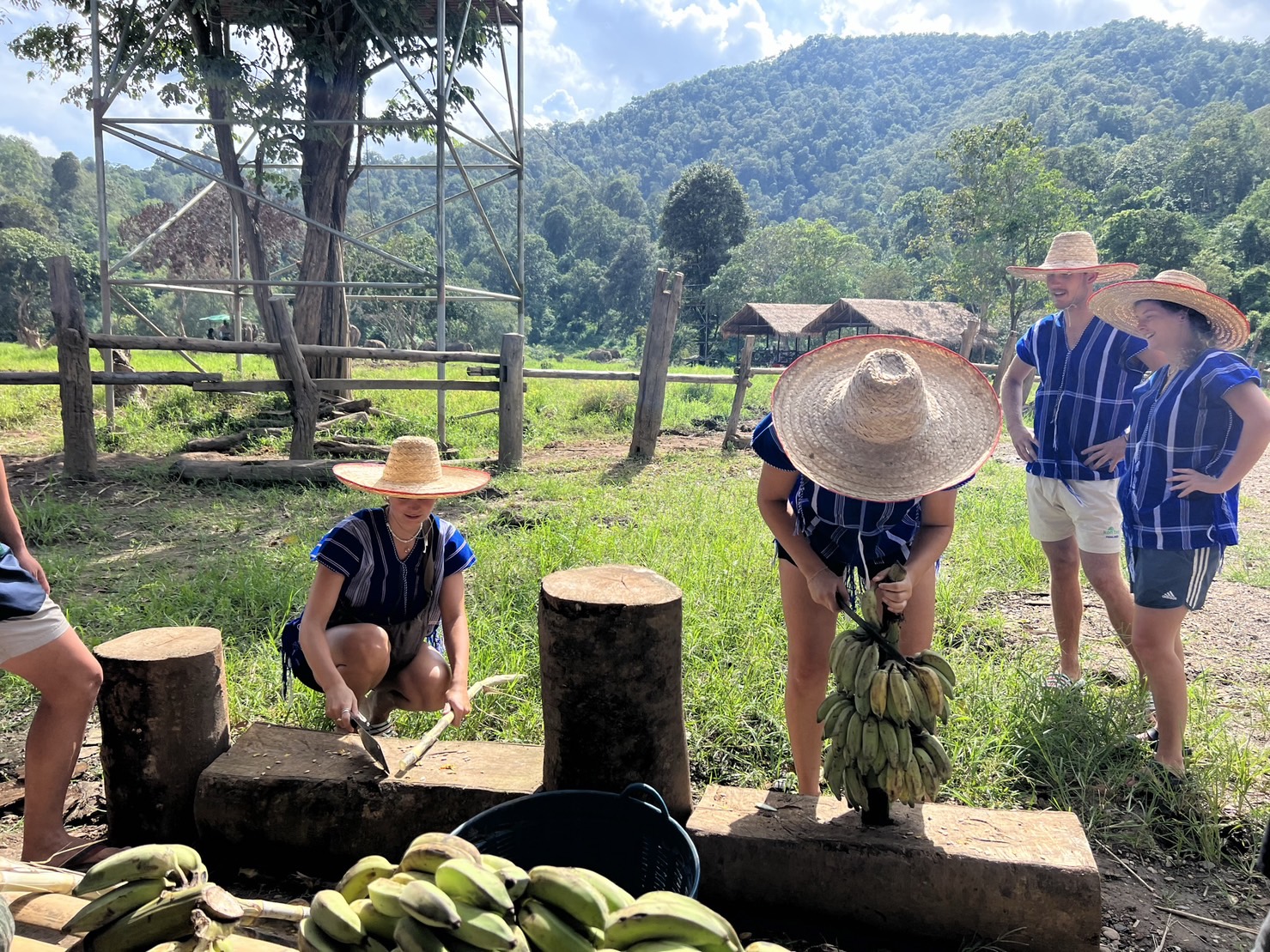 Elephant Care Program at New Elephant Home Chiangmai