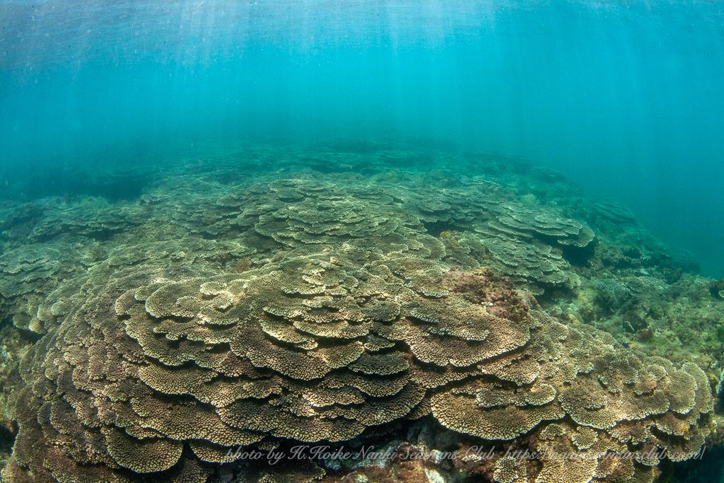 License holders' Diving Experience In Wakayama