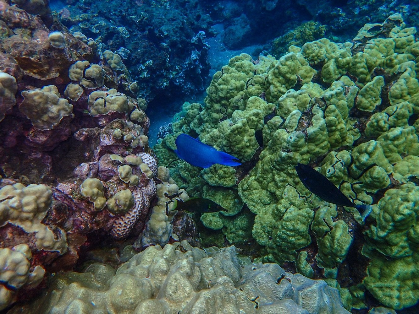 毛伊島四風三號帆船晨間浮潛體驗
