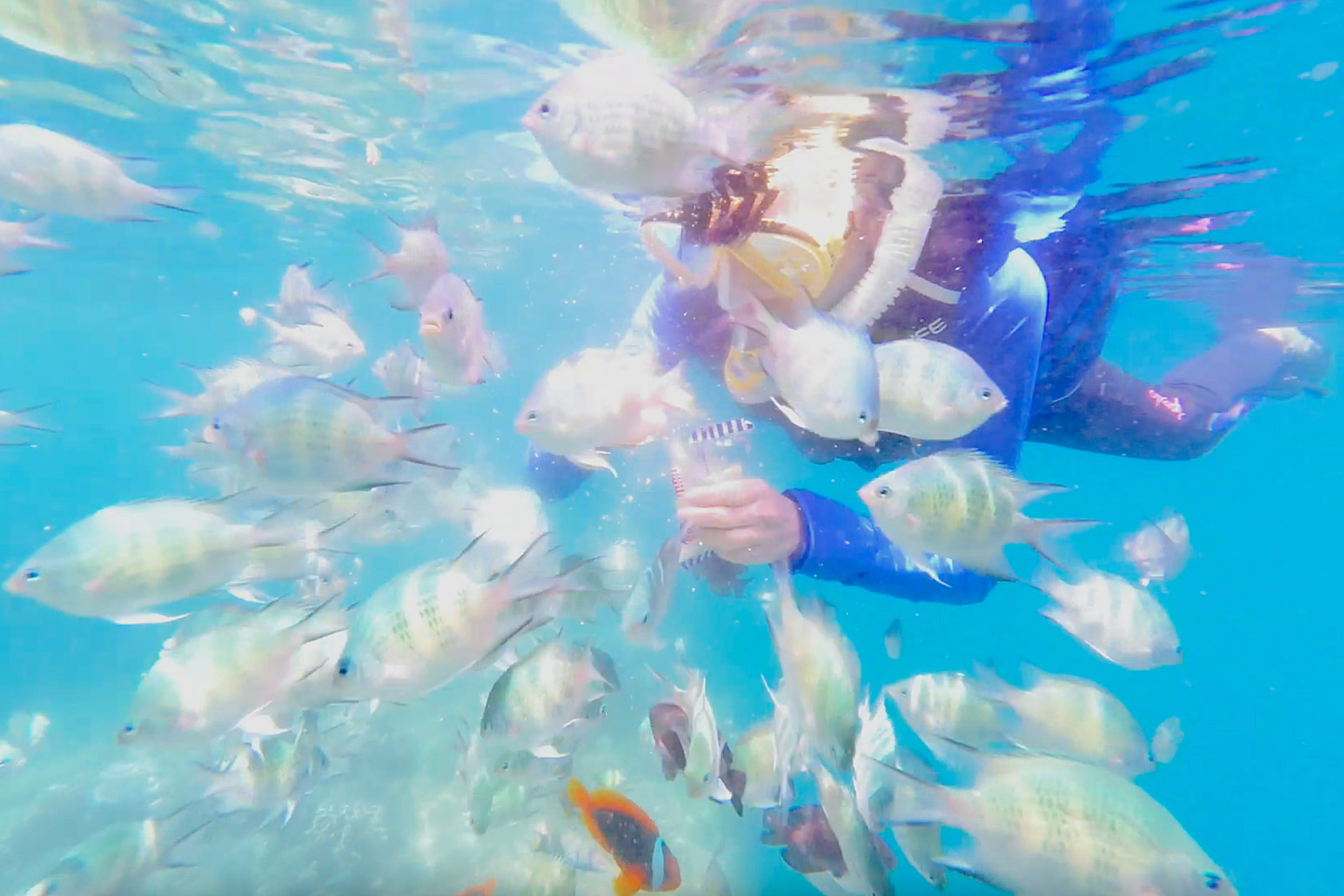 Napaling Sardine Run with Hinagdanan Cave & Pamilacan Island Tour