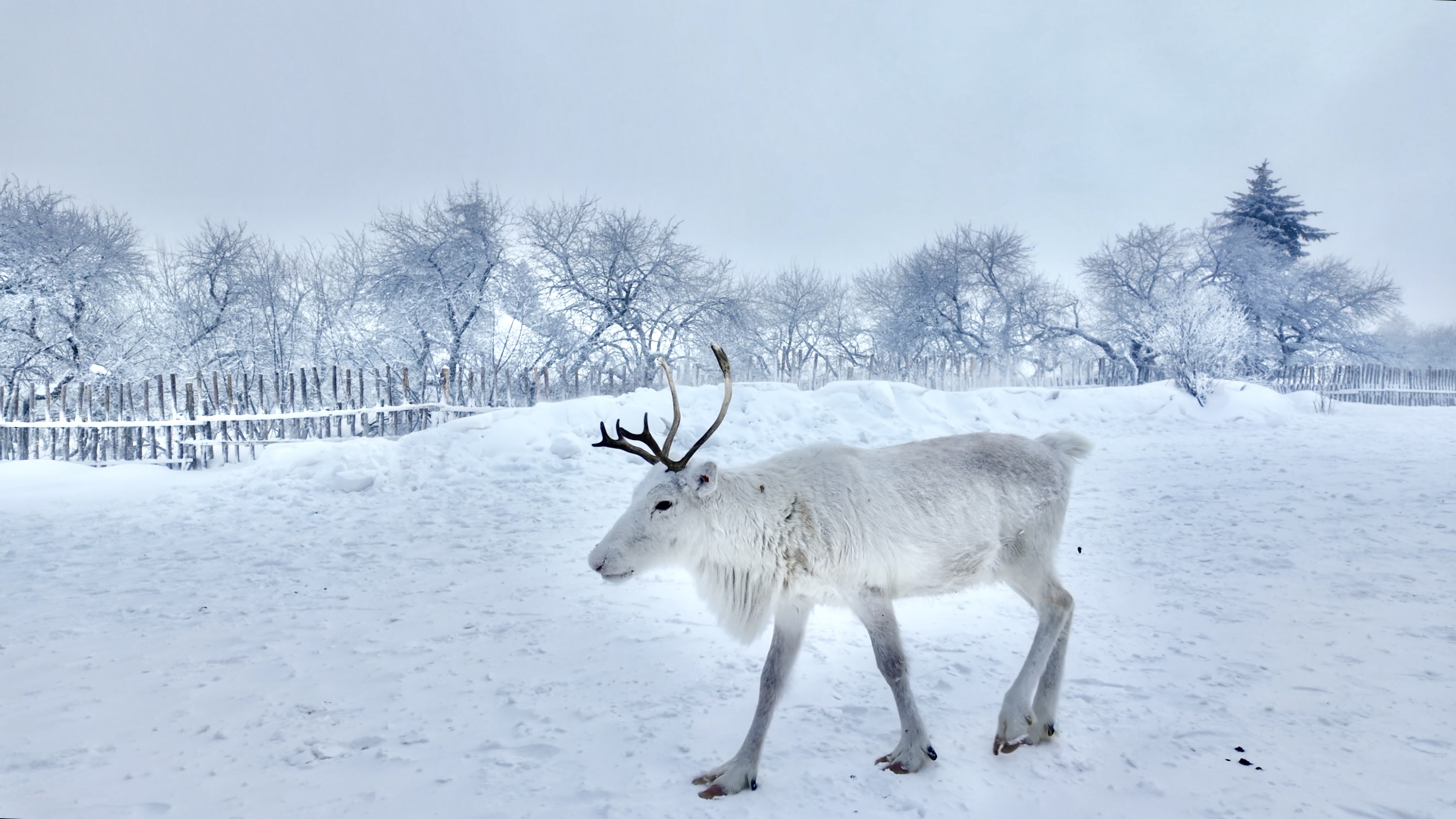 5-Day Tour Tracing the Northeast Yanji Changbai