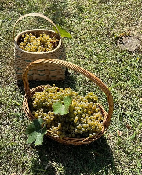Wine Tour from Kutaisi