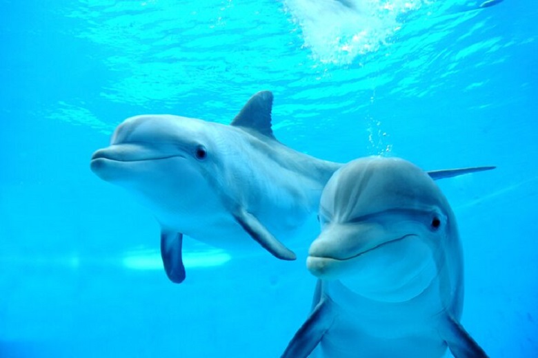 Swimming with Dolphin Snorkeling Trip W/ Lunch & Transfer - Hurghada