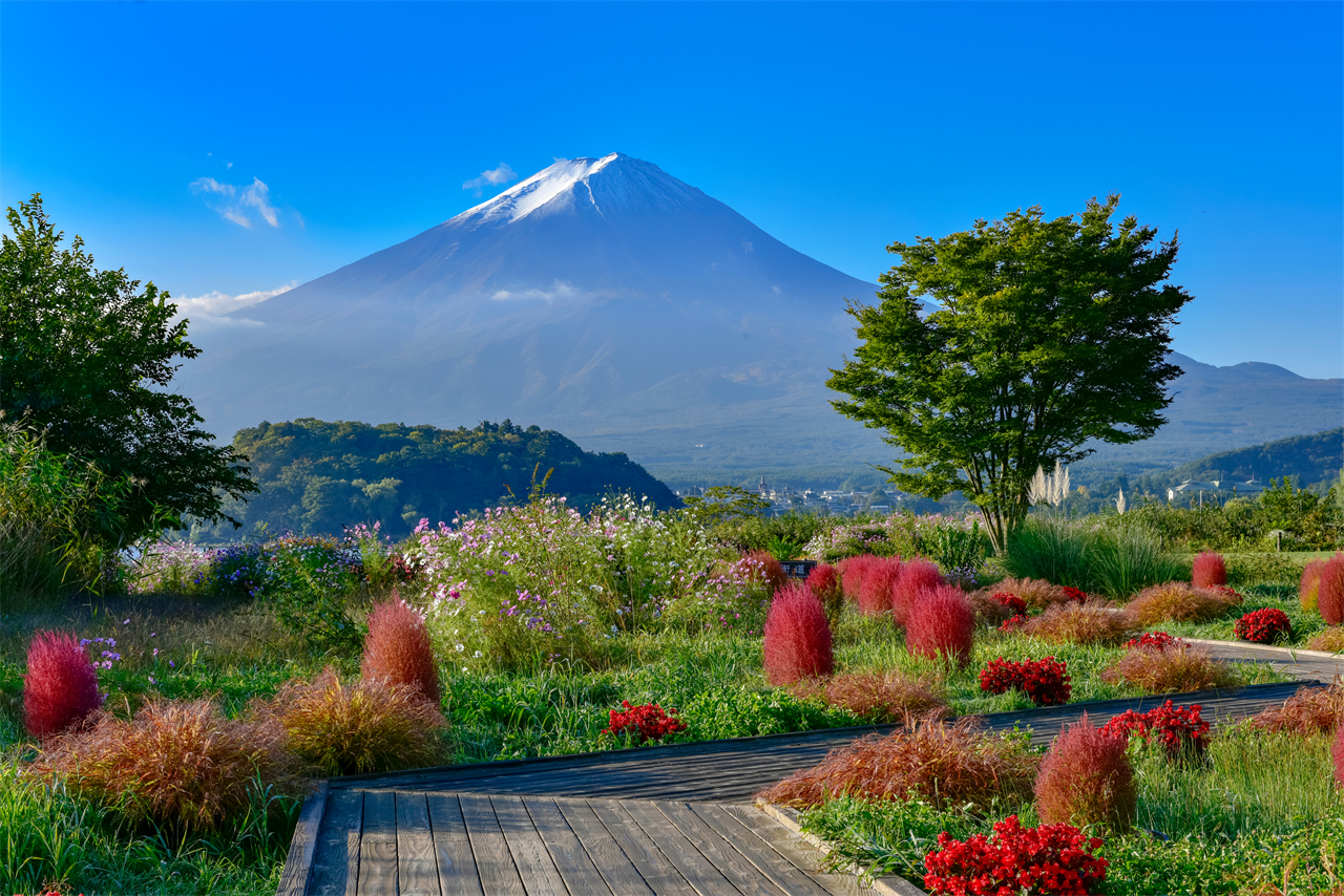 富士山一日遊 網紅打卡景點 | 新倉山淺間公園、西湖療愈之里根場、忍野八海、河口湖大石公園 | 隨機贈送好運信物 （東京出發）