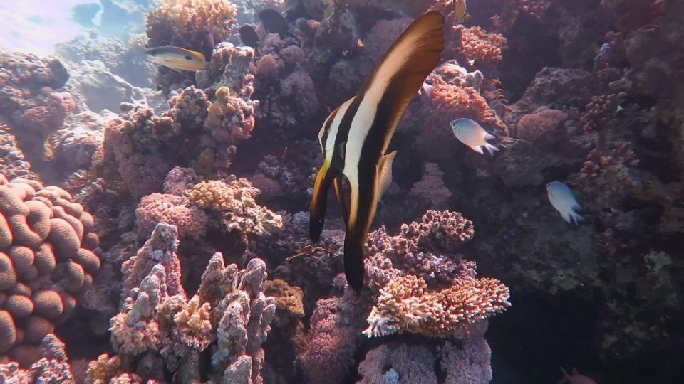 從埃爾古納出發：奧蘭治島浮潛之旅 & 風帆傘運動
