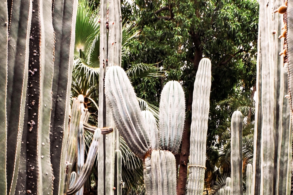 马拉喀什：马若雷勒花园、YSL和柏柏尔博物馆联票