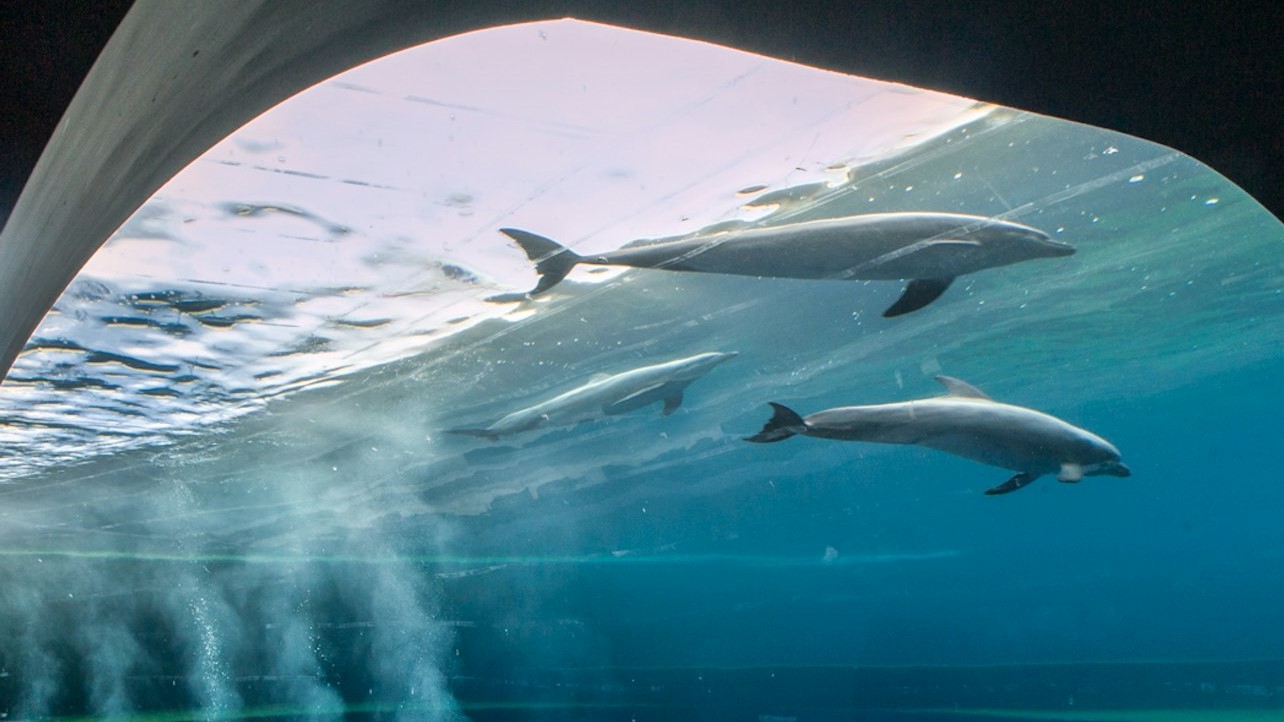 熱那亞水族館、加拉塔海洋博物館、納扎里奧·紹羅號潛艇套票