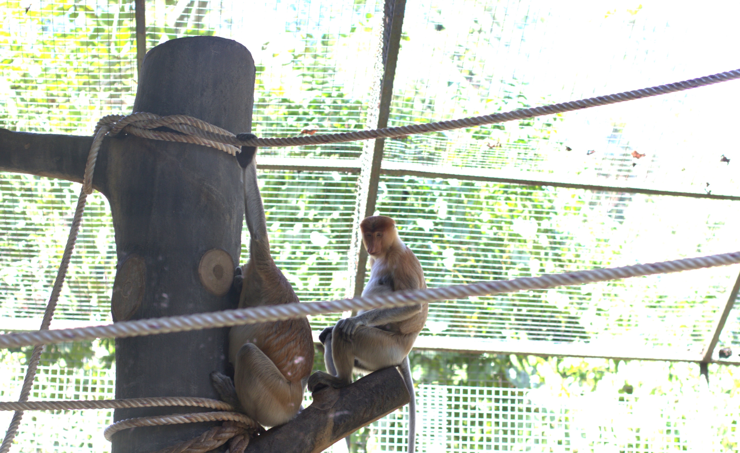 洛加宜野生動物園沙巴半日遊