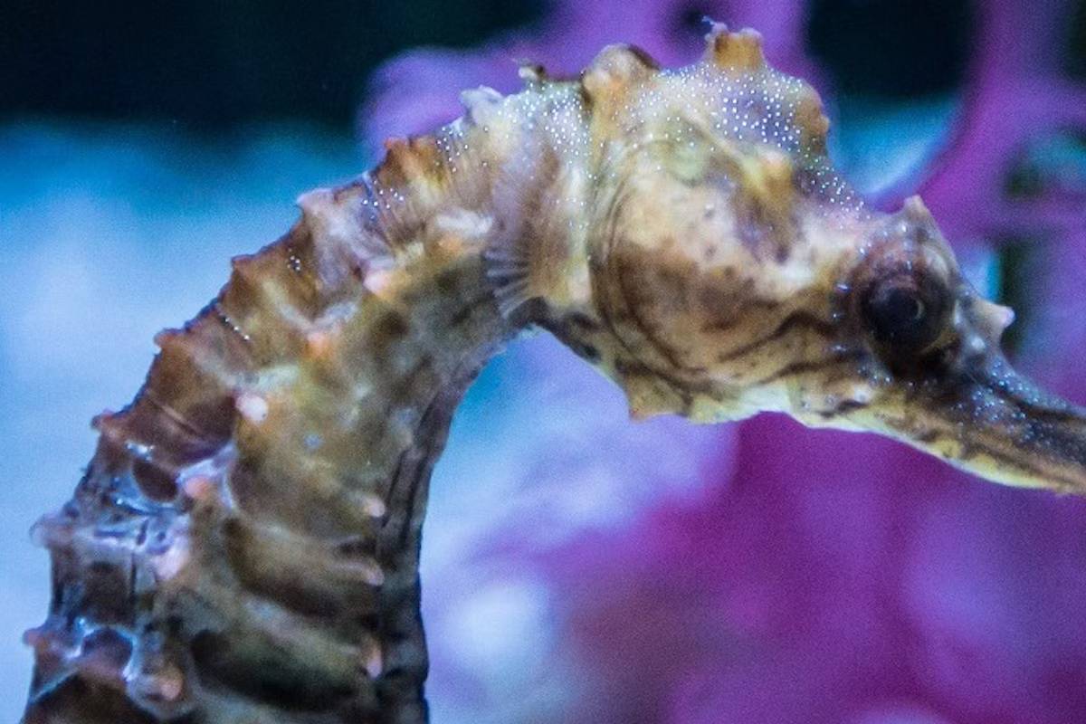 西雅圖水族館門票