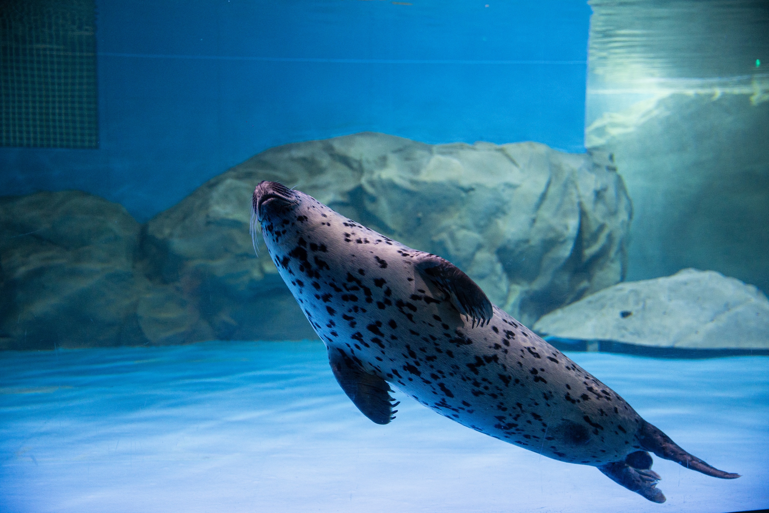 參與水族館有趣的表演和用餐時間，讓樂趣加倍！