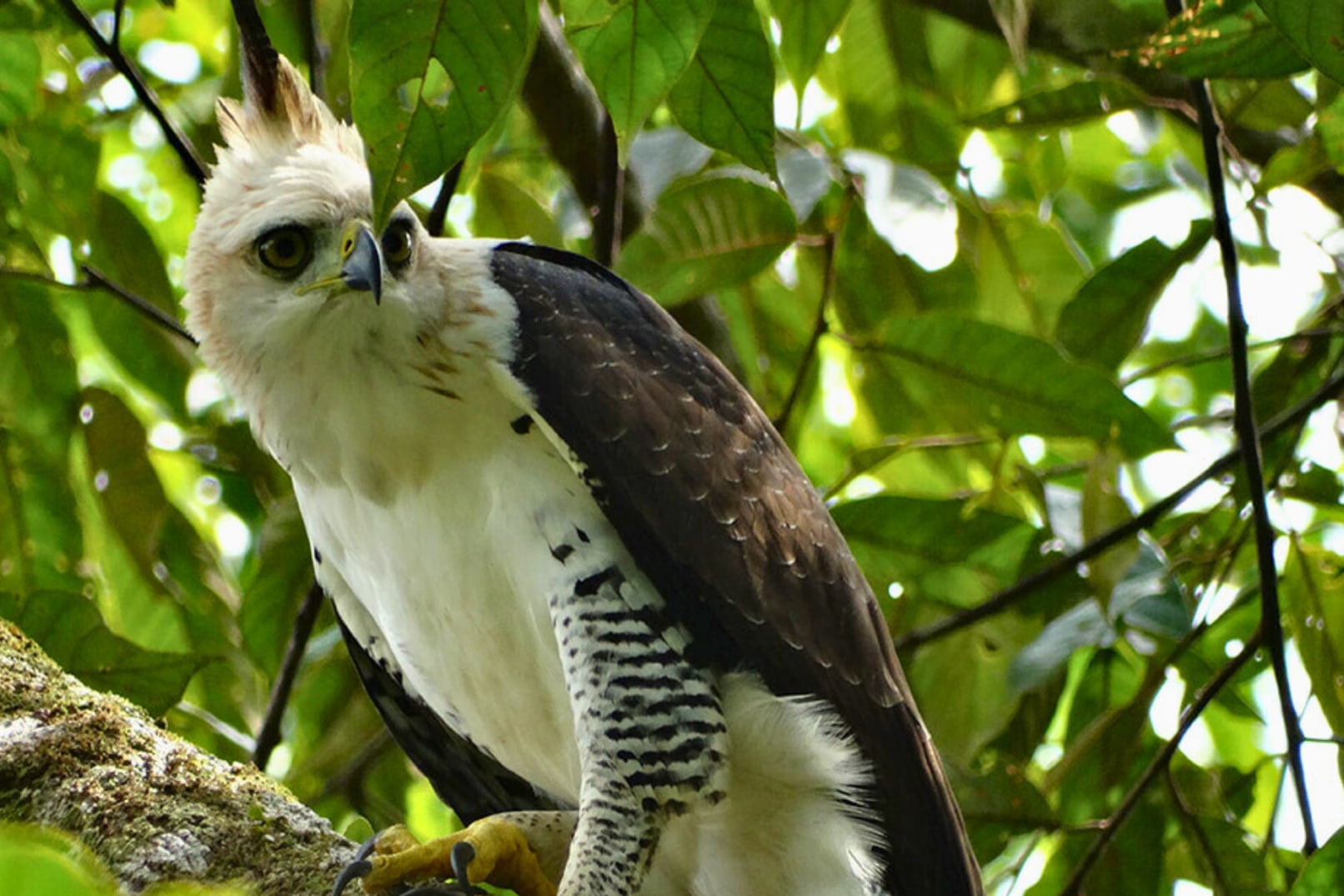 Manu Amazon 8 Day Tour