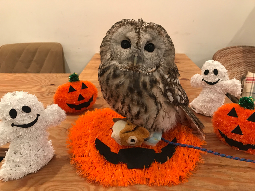 Owl Cafe Osaka - It's a hoot!