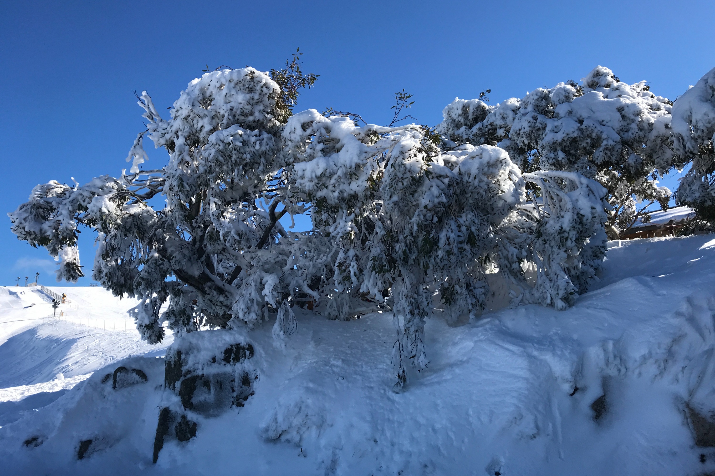 布勒山導覽之旅（墨爾本出發）