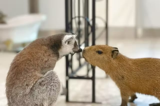 橫濱的“Anitouch Minatomirai”室內動物園門票