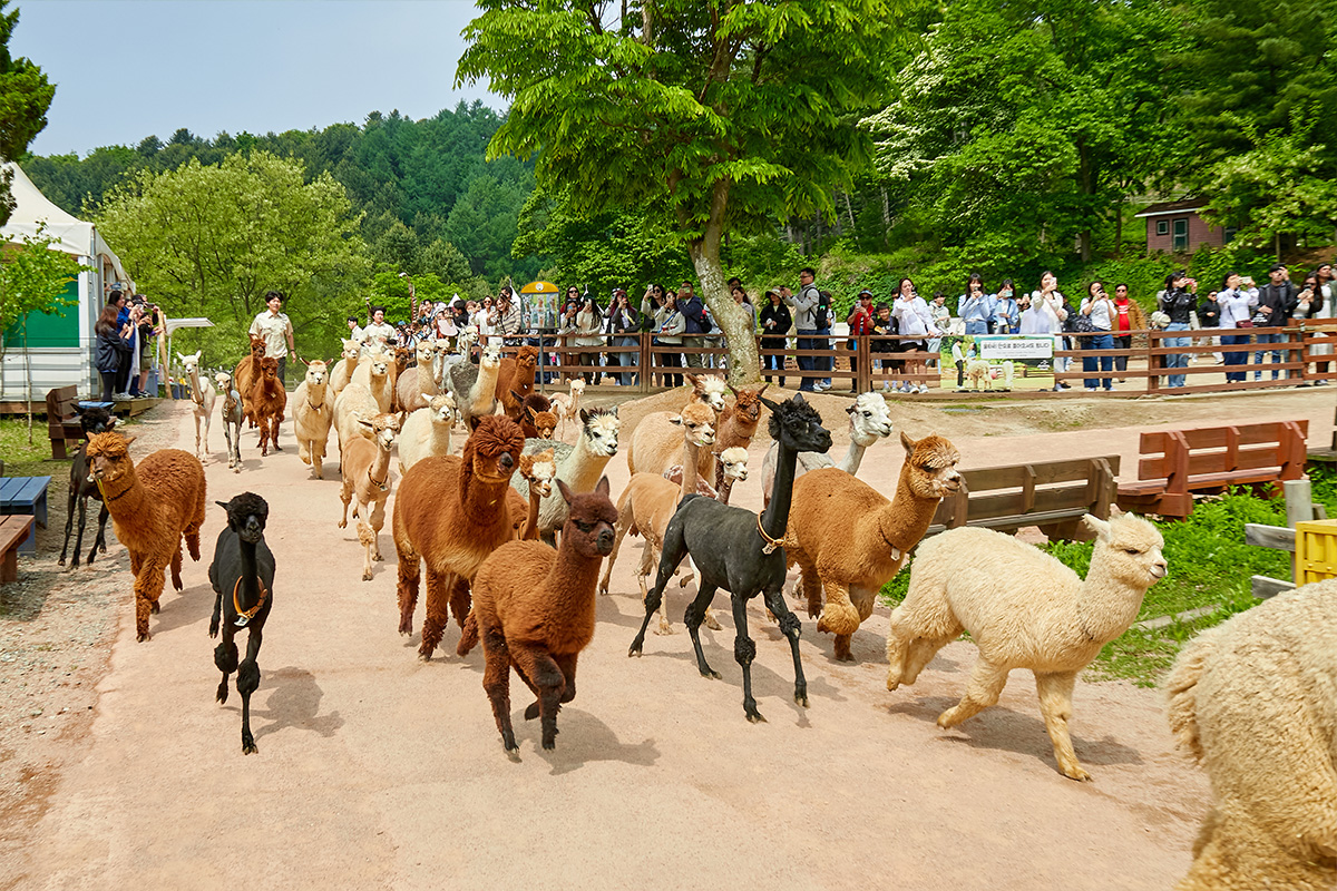 與可愛羊駝近距離互動，親手餵食牠們，並與這些毛茸茸的新朋友留下珍貴合影。