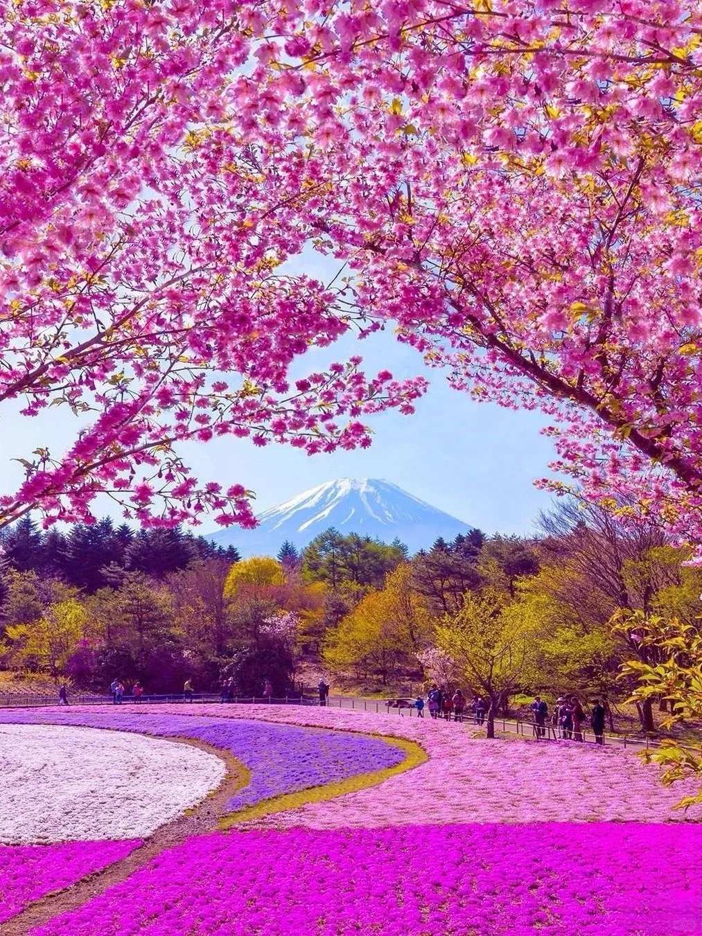 富士山壯麗美景或芝櫻節浪漫花海一日遊 （東京出發）