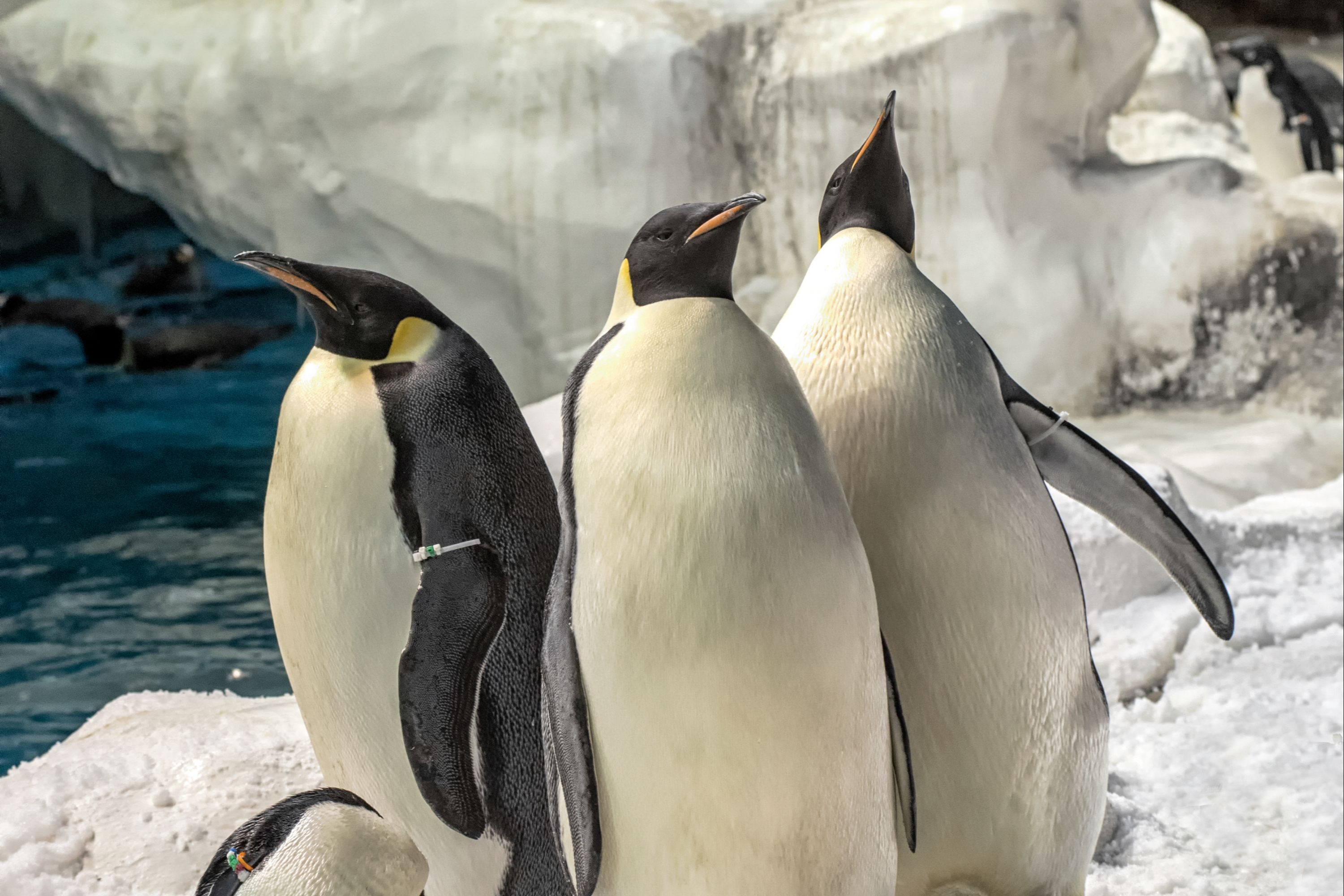 在企鵝探索區 (Penguin Encounter habitat) 與國王企鵝、阿德利企鵝、巴布亞企鵝、頰帶企鵝和馬可羅尼企鵝一同狂歡! 在企鵝探索區 (Penguin Encounter habitat) 與國王企鵝、阿德利企鵝、巴布亞企鵝、頰帶企鵝和馬可羅尼企鵝一同狂歡!