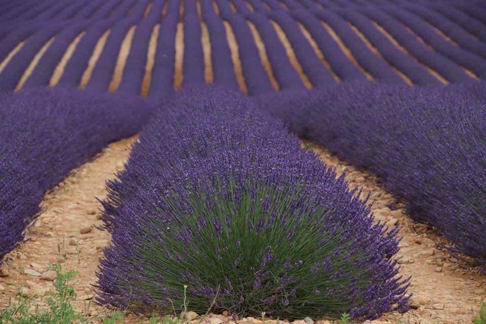 Lavender in Luberon Regional Park with a local expert