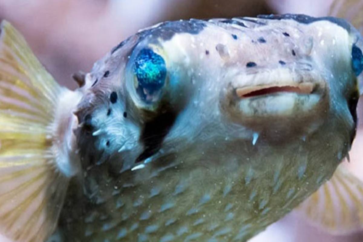 西雅圖水族館門票