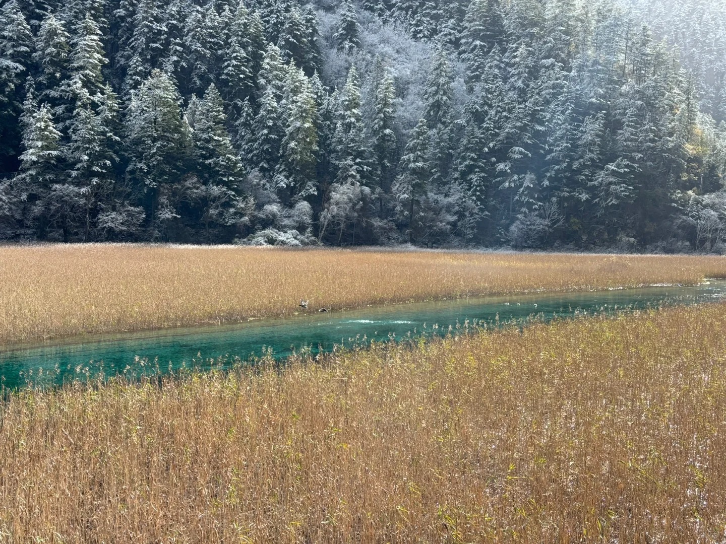 雪裹的林梢覆著白，淺金草甸間淌著一汪碧色水痕，冷與暖撞在一處，是冬日裡獨有的清寂與溫柔。