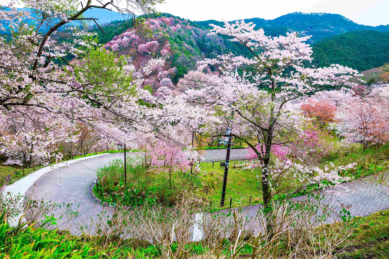 下山時不需搭纜車,可順著「七曲坂」慢慢走回車站,彷彿走入廣大的櫻花園林,放眼望去全被粉嫩的櫻花包圍 下山時不需搭纜車,可順著「七曲坂」慢慢走回車站,彷彿走入廣大的櫻花園林,放眼望去全被粉嫩的櫻花包圍