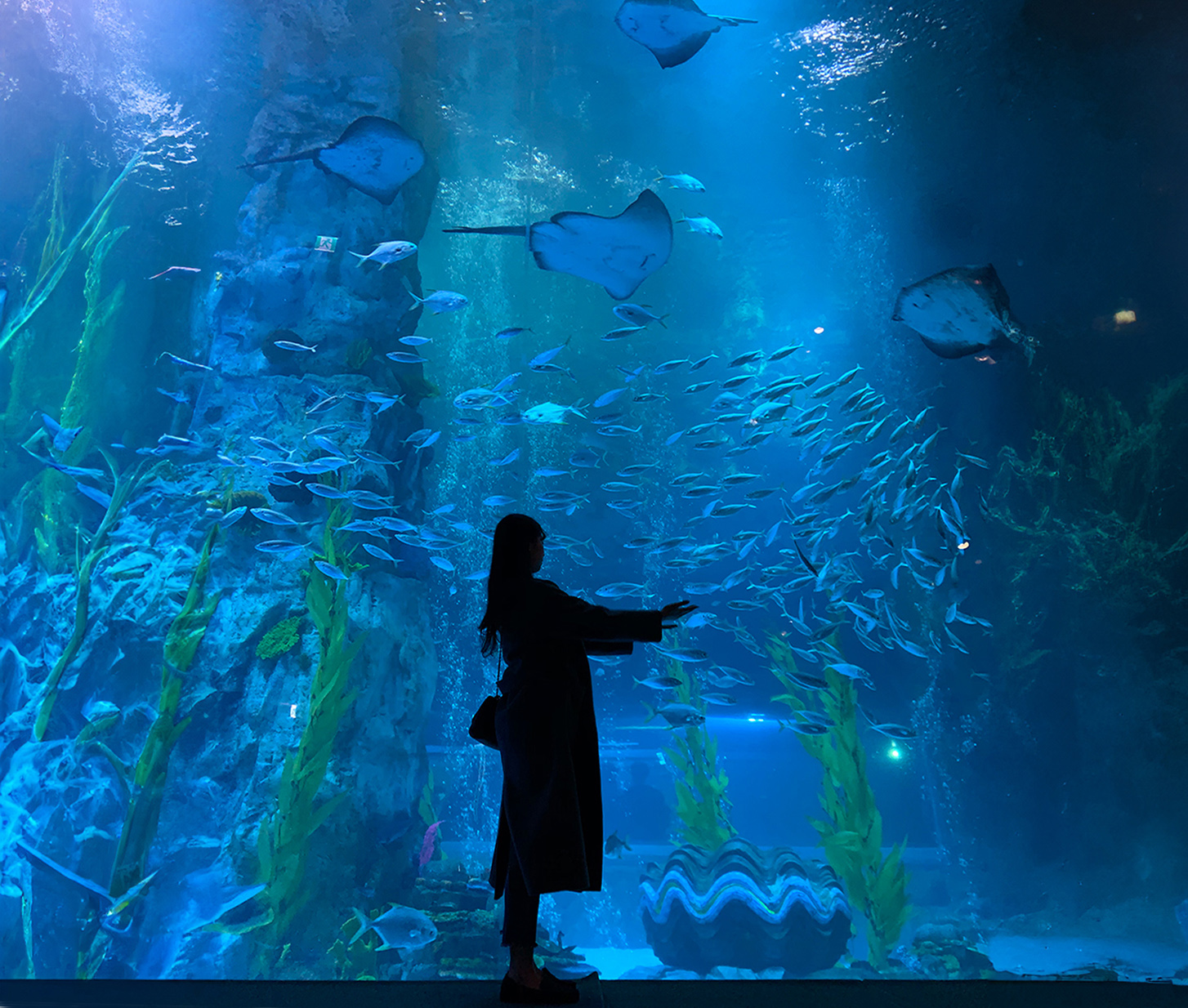 [Lotte World Aquarium] is a large, immersive aquatic experience featuring a variety of marine life from around the world. Visitors can explore diverse ecosystems and enjoy interactive exhibits in a captivating setting.