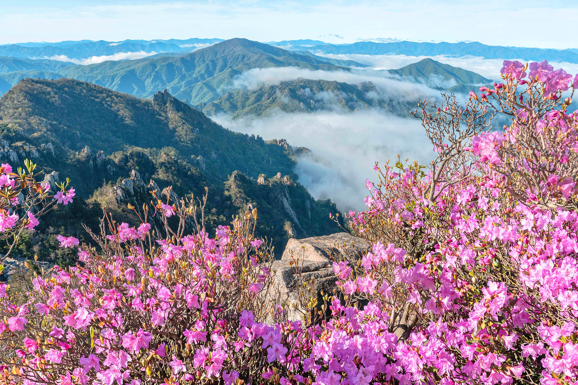 Wondae-ri Birch Forest & Maebawi Icewall Day Tour from Seoul