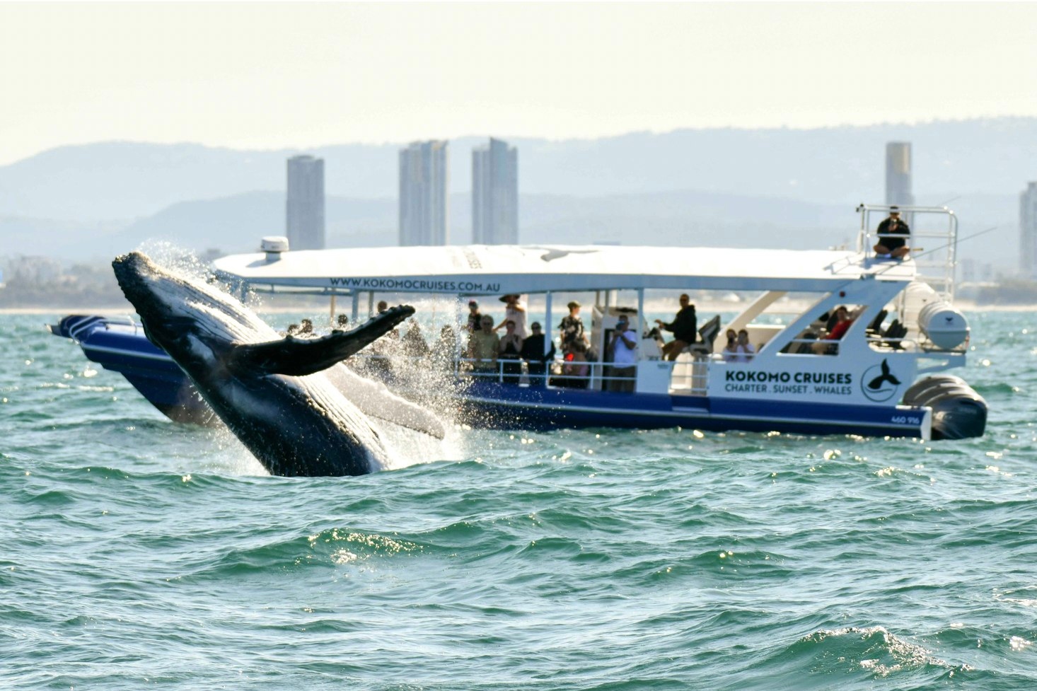 Whale Watching Experience Gold Coast