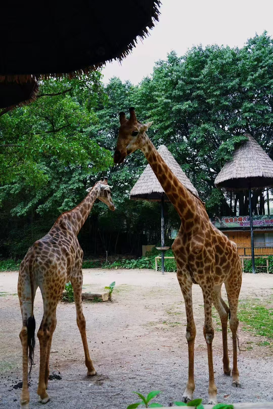 廣州長隆歡樂世界/動物世界旅拍