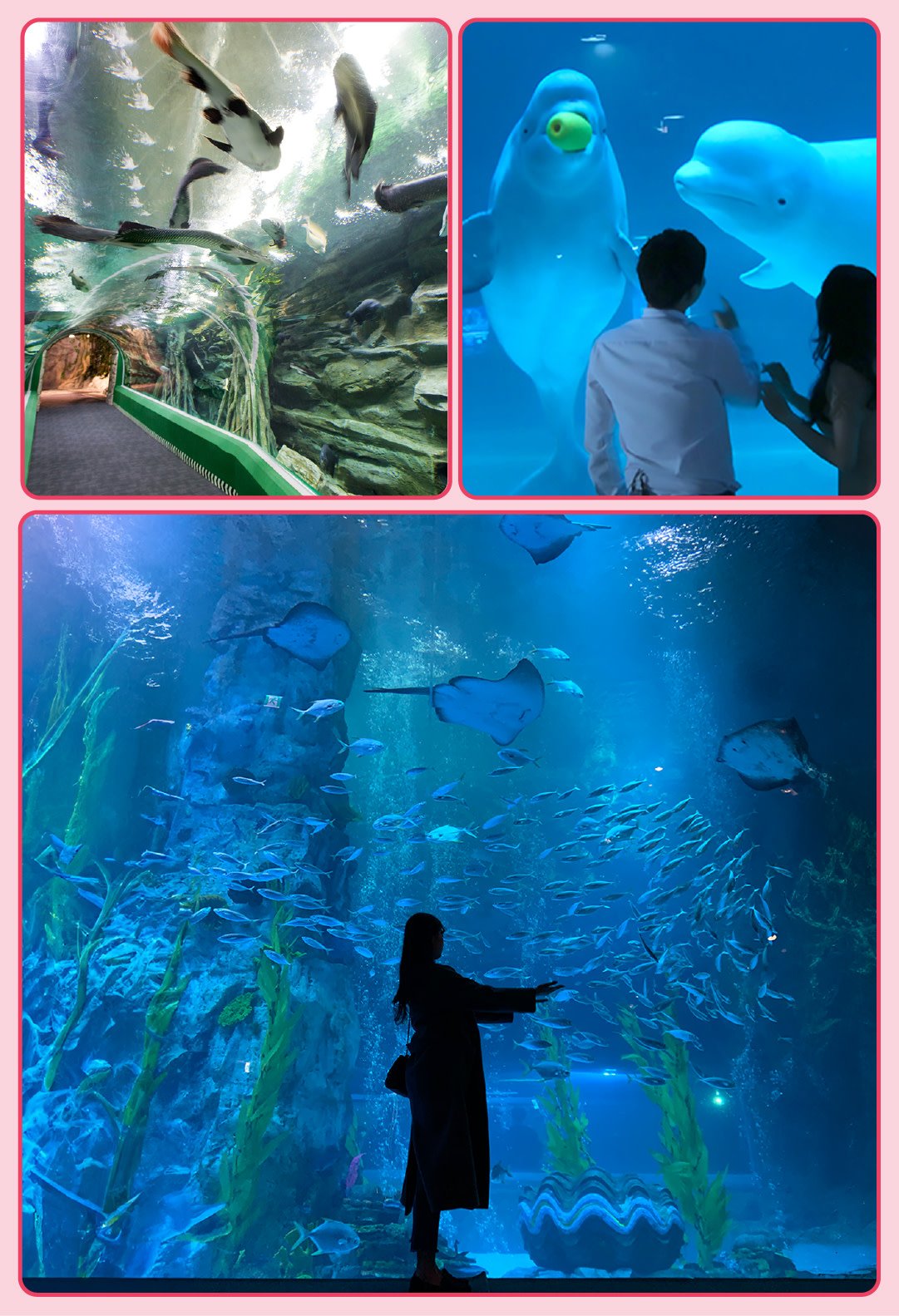 樂天世界水族館是一個大型沉浸式水族館,展示來自世界各地的各種海洋生物。遊客可以在迷人的環境中探索不同的生態系統,並享受互動展覽。 樂天世界水族館是一個大型沉浸式水族館,展示來自世界各地的各種海洋生物。遊客可以在迷人的環境中探索不同的生態系統,並享受互動展覽。