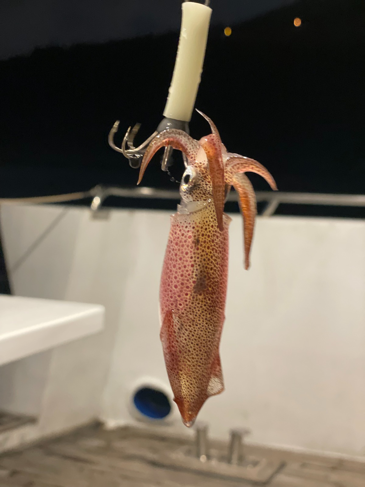 西式遊艇出海之旅 夜遊維港 連餐飲 夜釣墨魚魷魚團