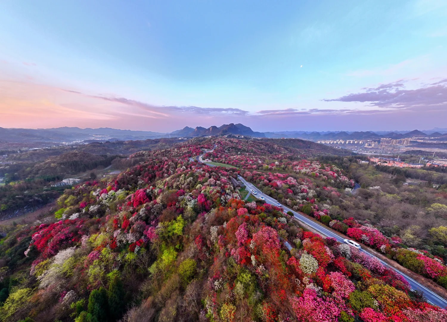 Guizhou Baili Rhododendron One-Day Tour