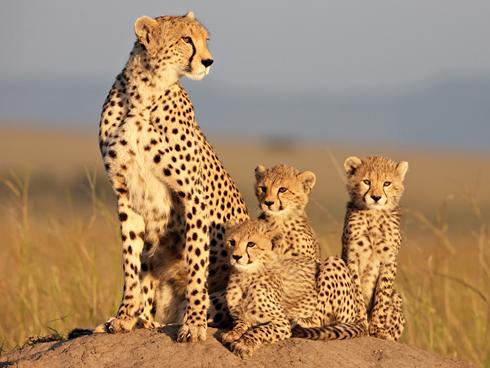 Growing Fast: Cheetah Cubs Bonding with Their Mother