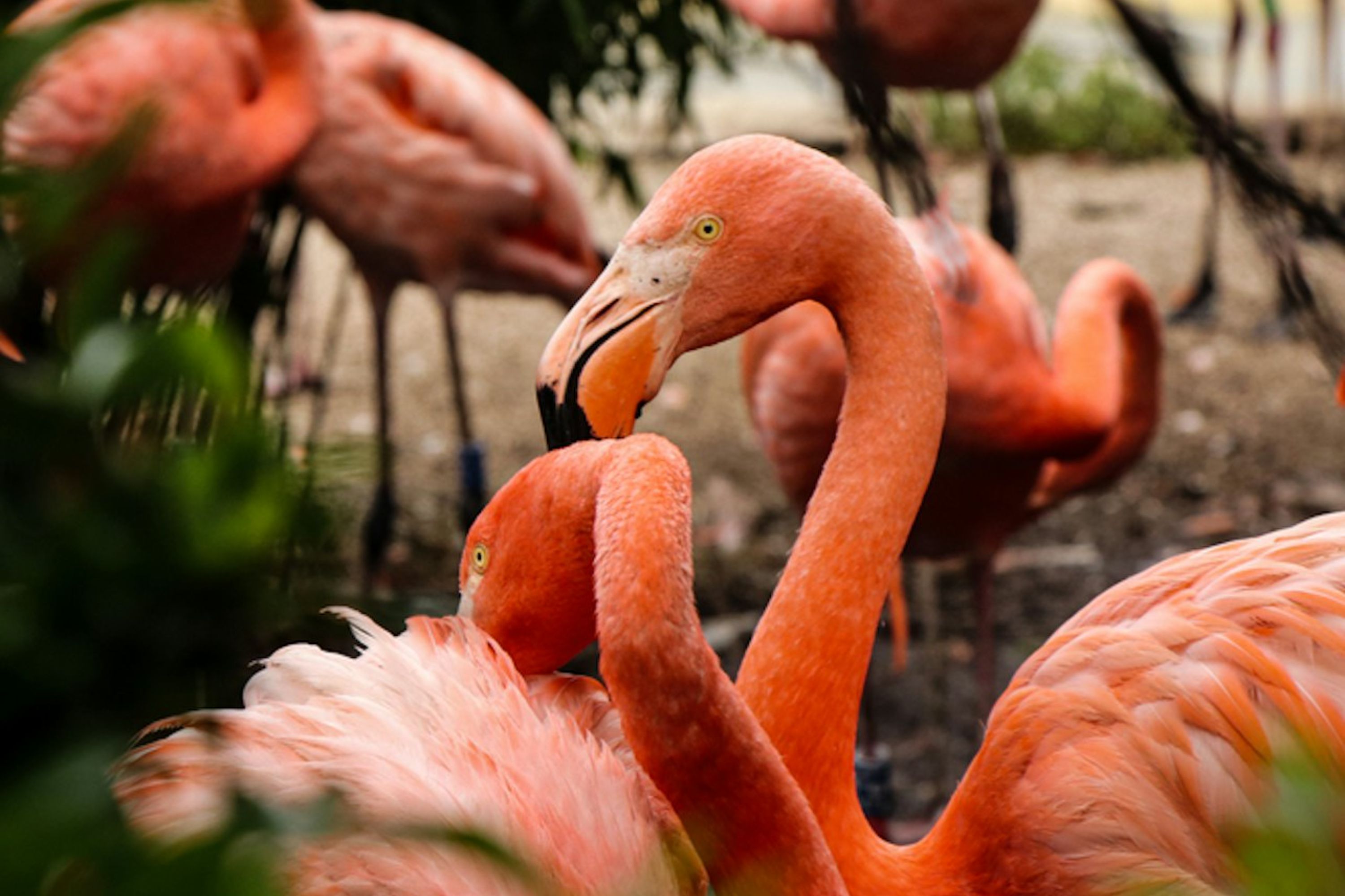 Flamingo Gardens Ticket in Florida