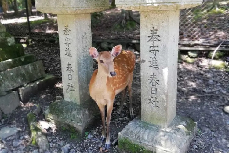 奈良東大寺 & 奈良町半日徒步遊