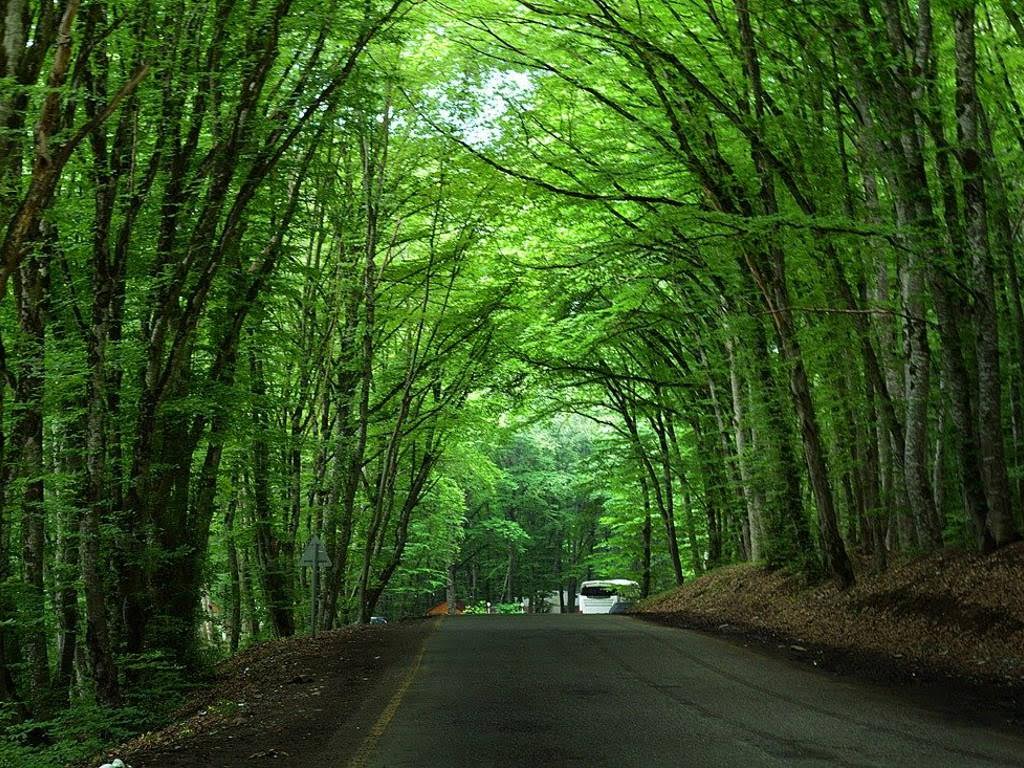 Gachrash Forest