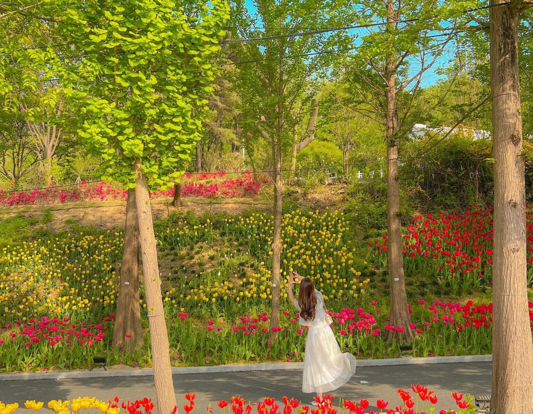 漫步在花香瀰漫的山間小徑，感受身心舒暢！置身於黃、粉、紅鬱金香如波浪般搖曳的花海中，盡情感受春天的盎然生機。