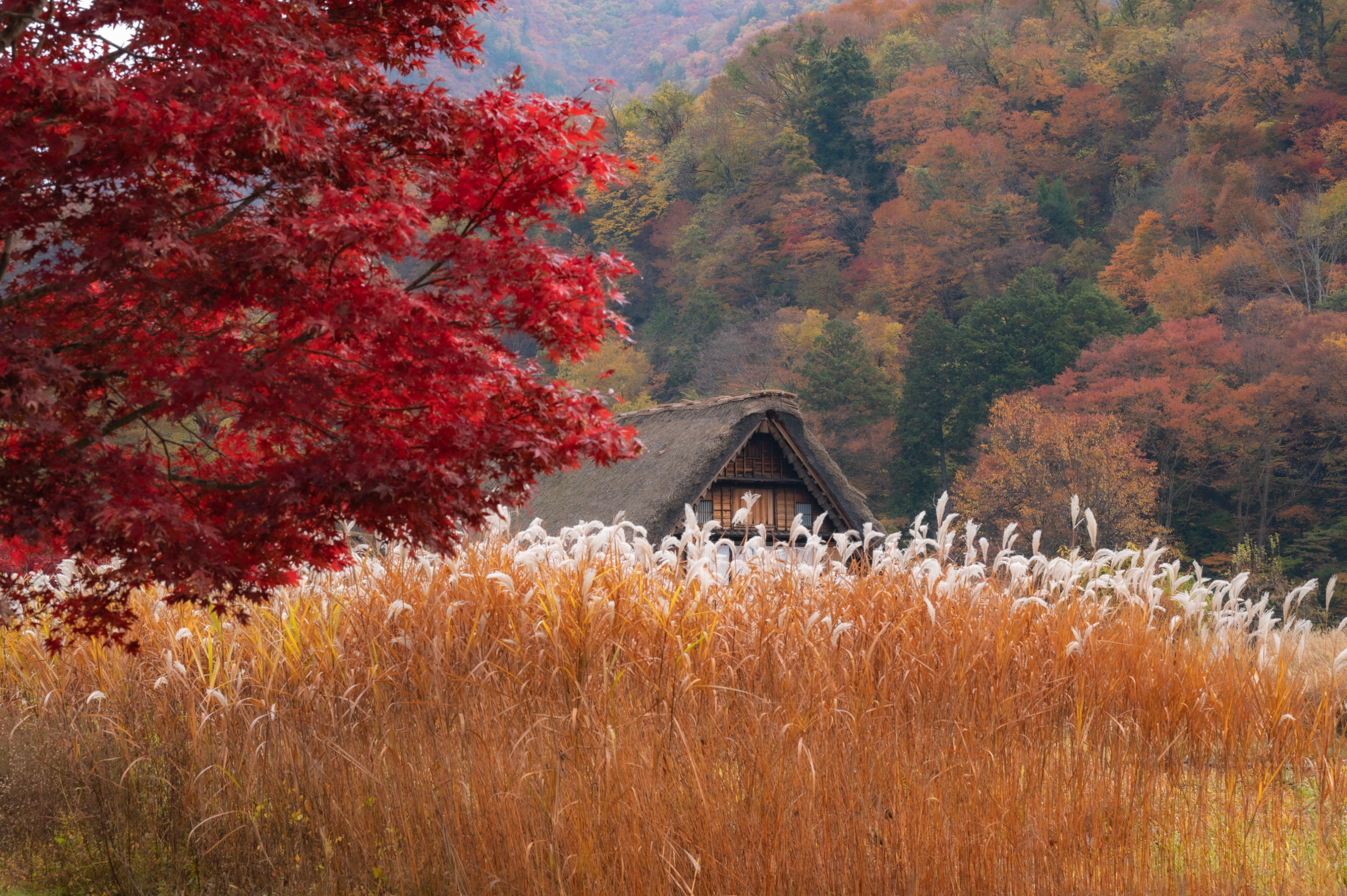 Shirakawago & Gujo Hachiman & Hida Takayama One Day Tour from Nagoya