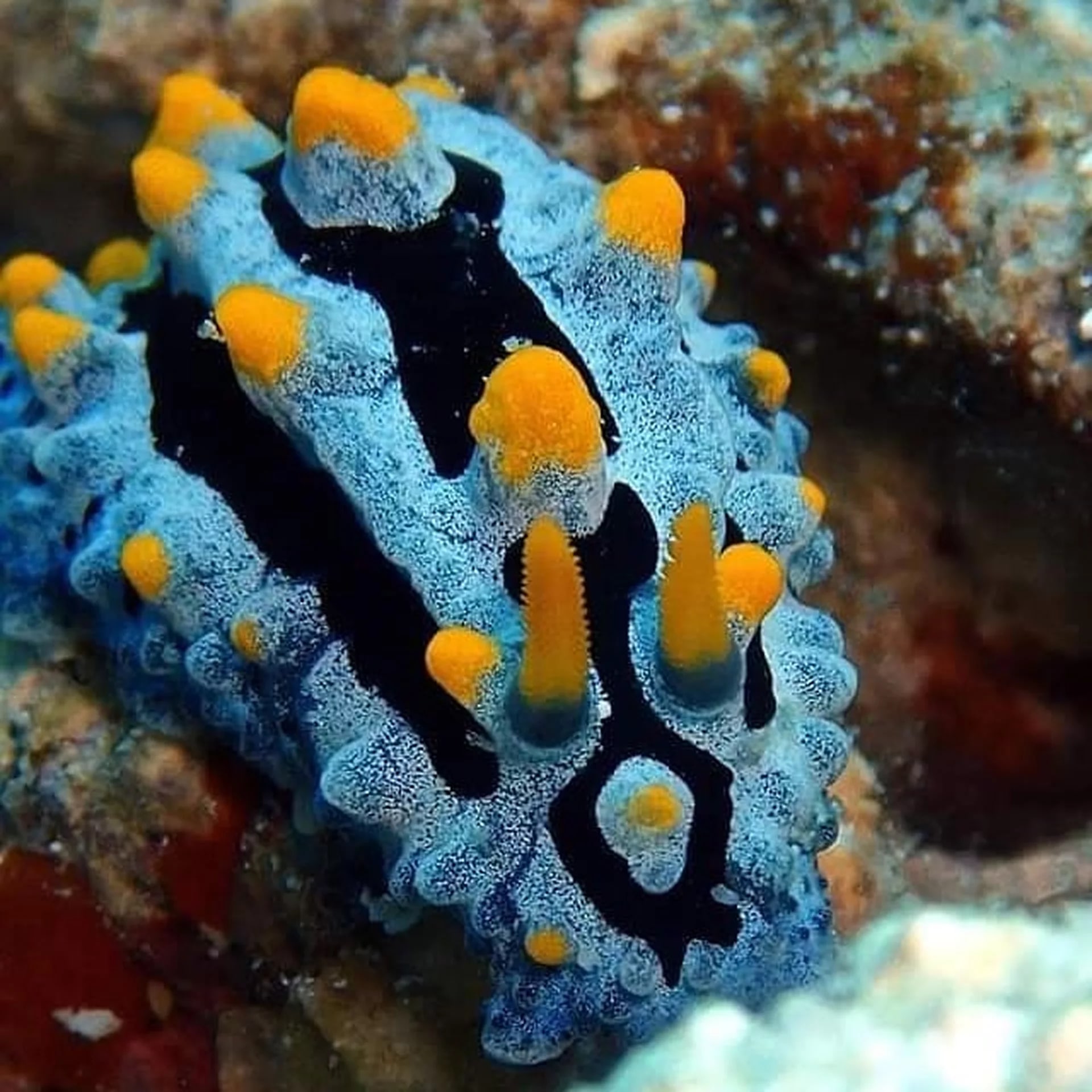 愛妮島 PADI 潛水中心進階潛水課程