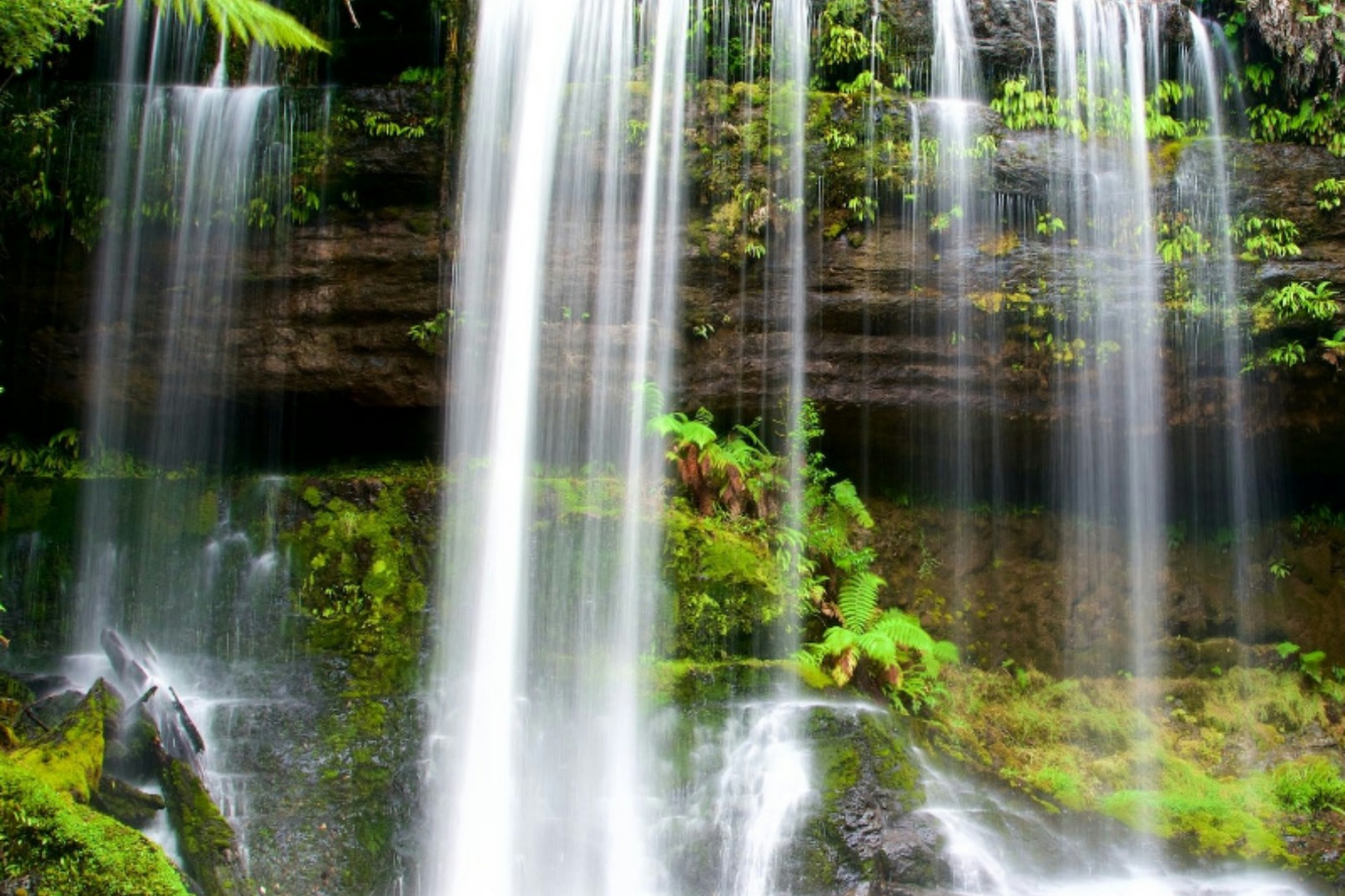 Mount Field National Park day tour from Hobart, Tasmania (Chinese Guided)