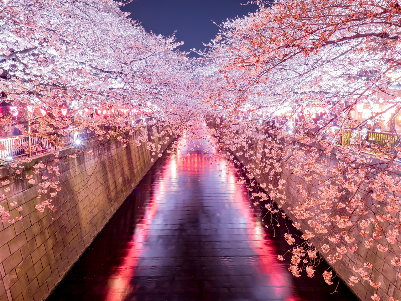 櫻花季限定-夜櫻流光・東京賞櫻探秘之旅｜新宿/上野出發