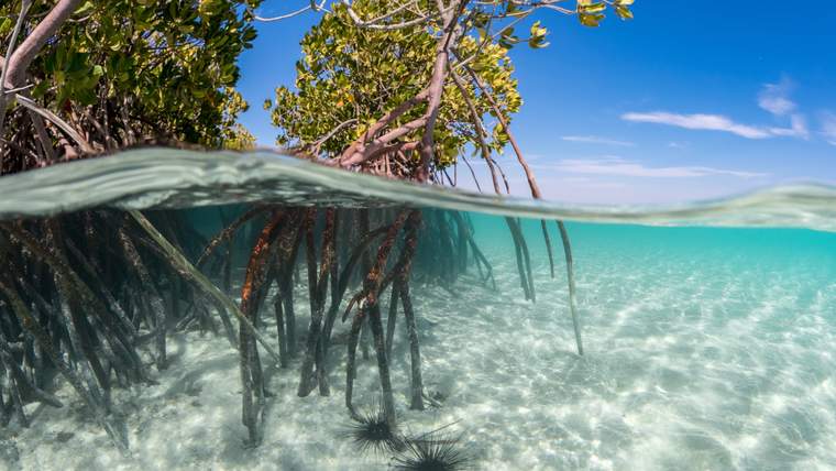 Farasan Island Sea Trip