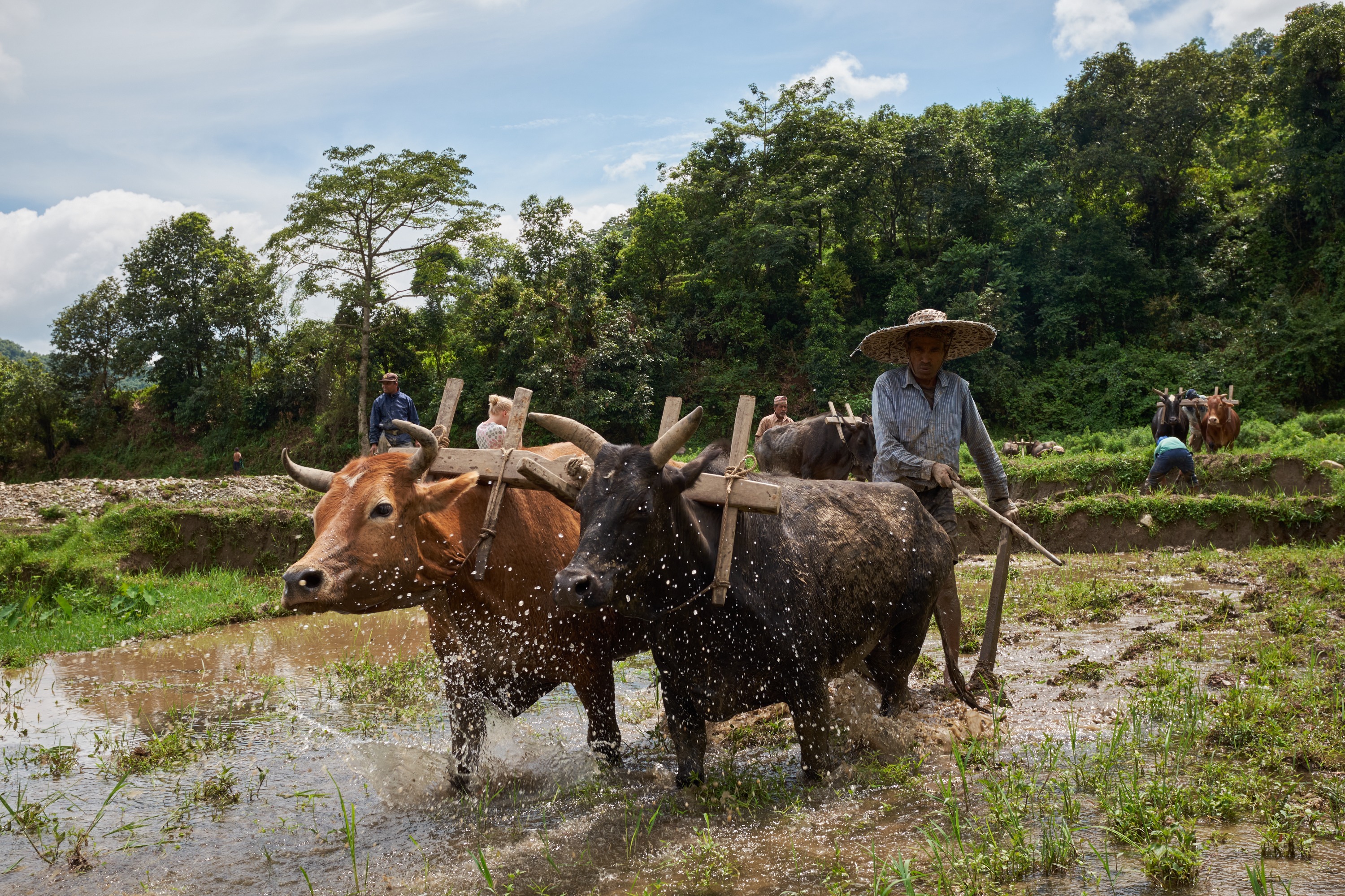 Rice Planting in Nepal